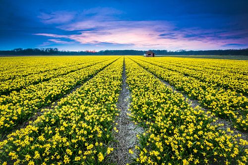 Narcissenveld tijdens de zonsondergang 
