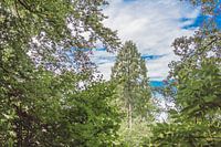 Waldlandschaft