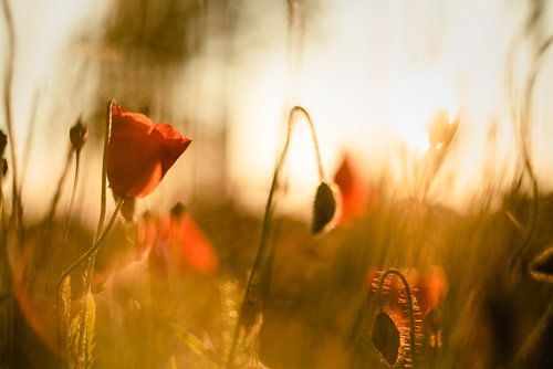 Klaproos in de avondzon