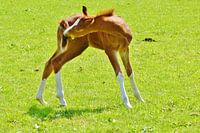 Toen het lente werd
