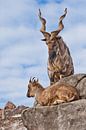 Chèvre de montagne à grosses cornes se tient sur un rocher, à ses pieds se trouve une jeune chèvre f par Michael Semenov Aperçu
