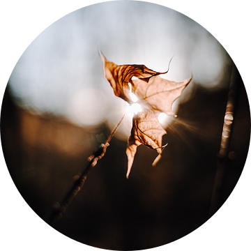 Een blad in de herfst tegen het licht van Katrin Friedl Fotografie