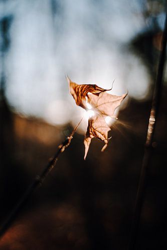 Ein Blatt im Herbst bei Gegenlicht