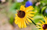 Sunflower with a honey bee van Bert v.d. Kraats Fotografie thumbnail