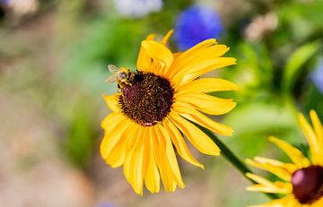 Sunflower with a honey bee van Bert v.d. Kraats Fotografie
