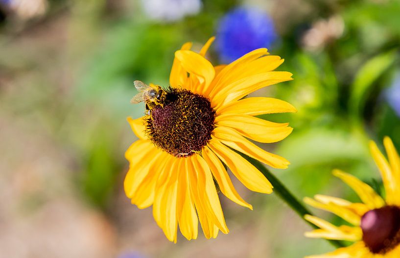 Sunflower with a honey bee van Bert v.d. Kraats Fotografie