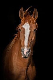 Monopoly von Eilandkarakters Ameland