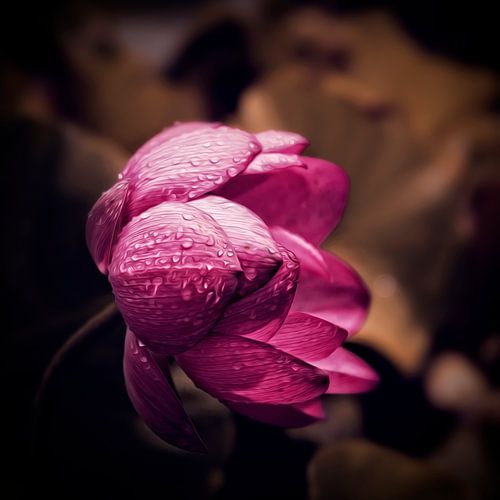 Lotusbloem in de regen