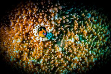Vis in koraal, Marsa Alam, Egypte van Travel Tips and Stories