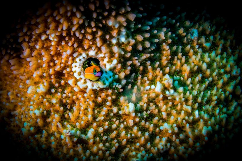 Les récifs coralliens de Marsa Alam, situés sur la côte de la mer Rouge en Égypte par Travel Tips and Stories