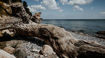 Tronc d'arbre sur la côte de la mer Baltique à Sassnitz (Rügen)