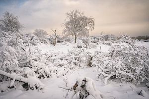 Schnee liegt auf den Büschen und Bäumen in den Dünen von zuid hollan von Jolanda Aalbers