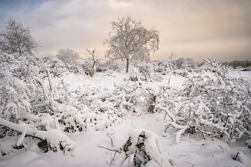 Snow lies on the bushes and trees in the dunes of in zuid hollan