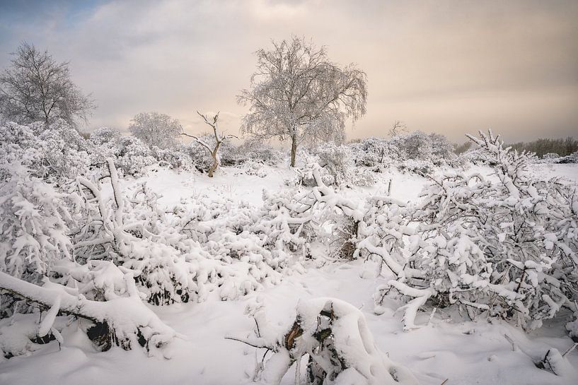 Sneeuw ligt op de struiken en de bomen in de duinen van in zuid hollan van Jolanda Aalbers