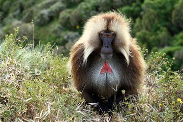 Babouin à la poitrine de sang sur Roland Brack