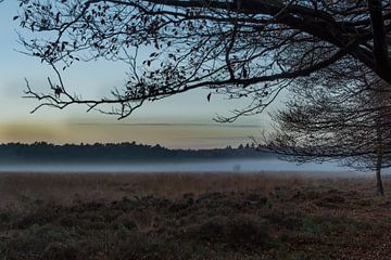 Zonsondergang op de Veluwe, Planken Wambuis von Cilia Brandts