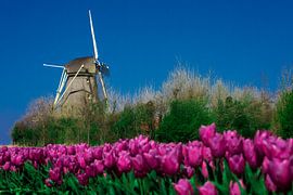 Windmill with tulips by vincentdevriesfoto.nl