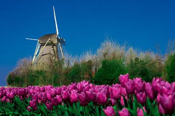 Windmolen met tulpen van vincentdevriesfoto.nl