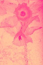 Narcissus in orange in ice