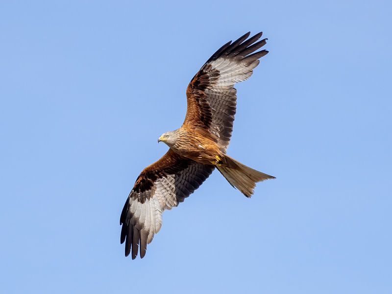 Red kite in flight by Teresa Bauer
