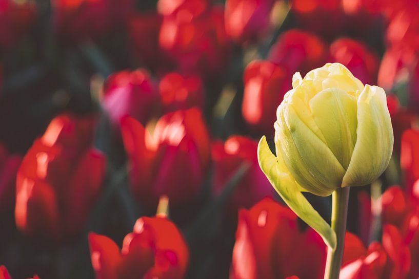 Weiße Tulpe in einem Feld voller roter Tulpen von Marjolijn Maljaars