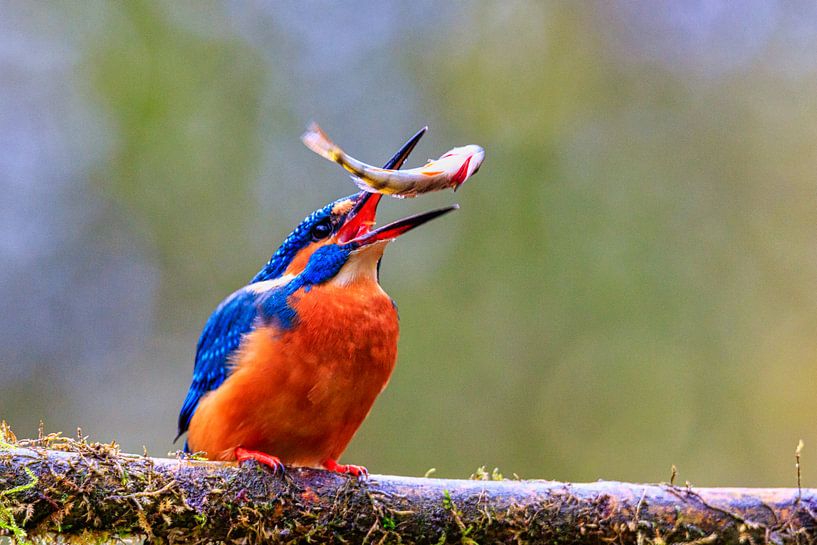 Ijsvogel jonglerend met vis op boomtak van Photo Henk van Dijk