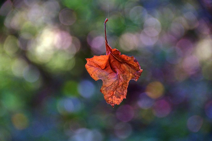 Feuille sur une toile d'araignée par Edgar Schermaul