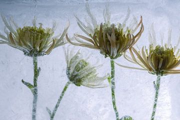 Gele chrysant in ijs 3 van Marc Heiligenstein