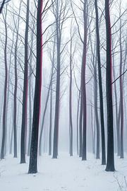 Murmures de l'étreinte de l'hiver : Un sentier forestier mystique à travers la neige et les teintes écarlates