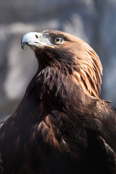 ein stolzer und wichtiger Adler Steinadler sitzt seitwärts akimbo im Sonnenlicht Nahaufnahme von Michael Semenov
