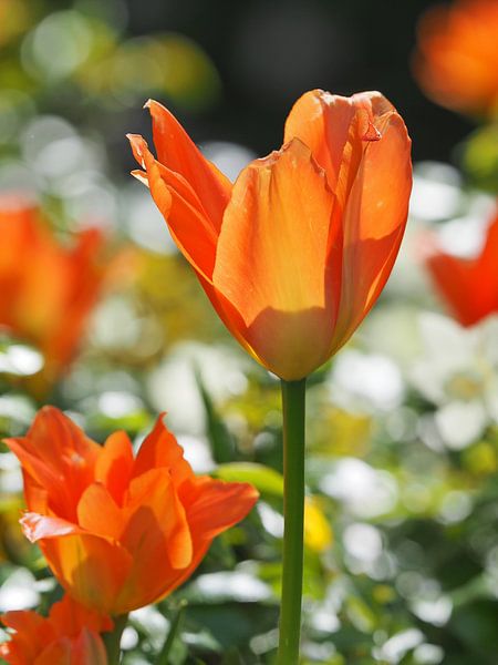 Orange tulip flower in spring by Katrin May