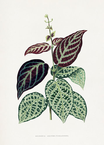 Groene Bignonia argyro-violascens – bladillustratie