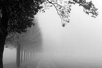 Pad in de herfst in zwart-wit