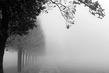 Weg im Herbst in schwarzweiß