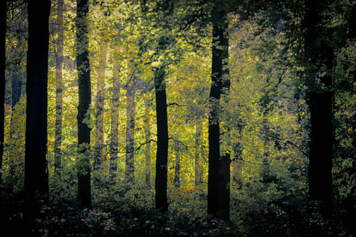 Trees in the Forest