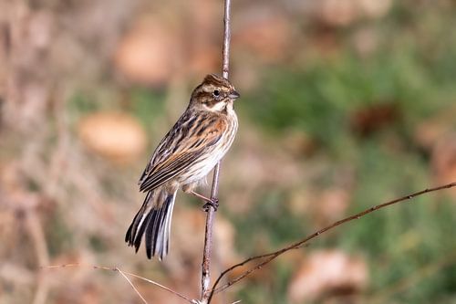 A reed bunting on a branch