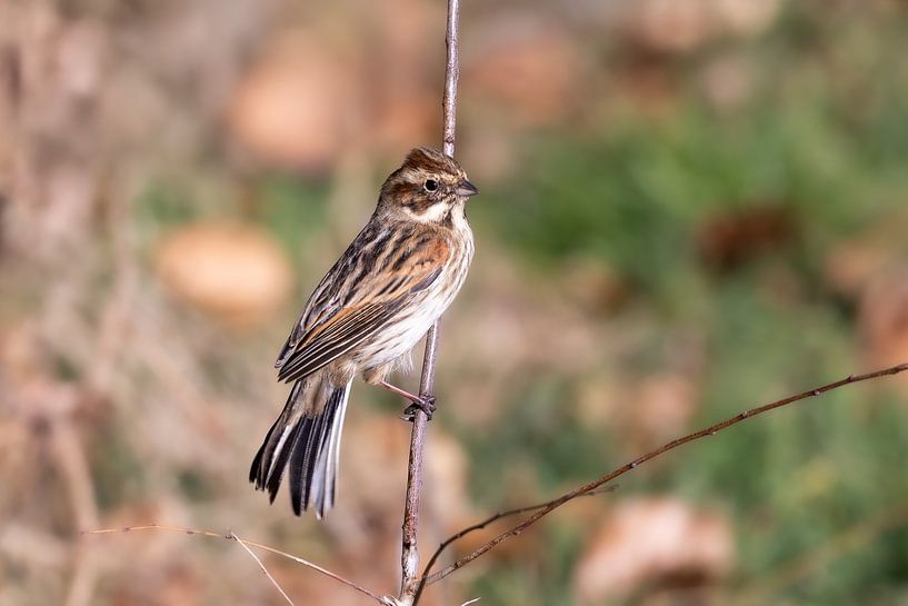A reed bunting on a branch by Teresa Bauer