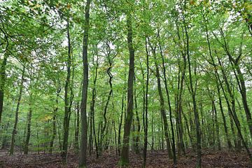 Sehen Sie den Wald vor lauter Bäumen nicht. von Christa Stroo photography