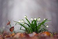 Spring snowflake
