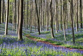 Forest hyacinths by Joop Bruurs