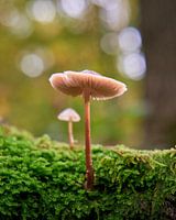 Paddestoelen op de Vughtse Heide