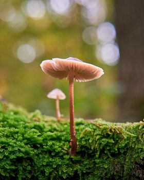 Champignons sur la lande de Vught