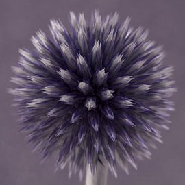 Ein Quadrat mit einer violetten (mauve) Kugeldistel von Marjolijn van den Berg