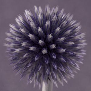 Ein Quadrat mit einer violetten (mauve) Kugeldistel