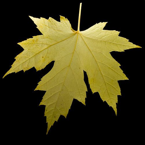 Herfstblad verliest zijn kleur