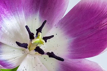 Tulipe blanche violette Close-Up sur Ivo Heus