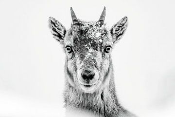 Portrait of young ibex by Sam Mannaerts