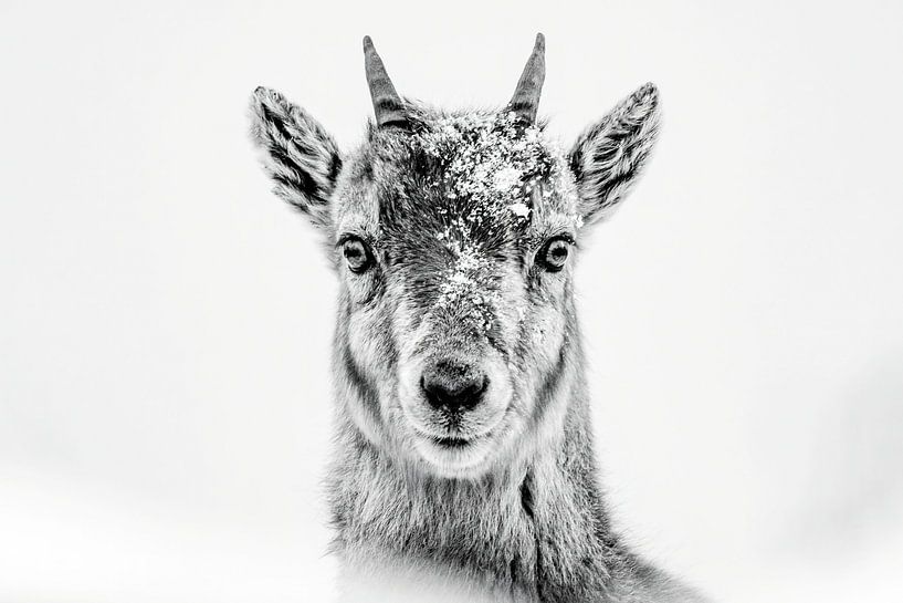 Portret van jonge steenbok van Sam Mannaerts