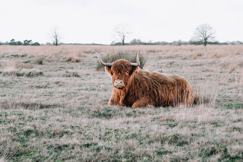 Highlander écossais par Jantine Prins