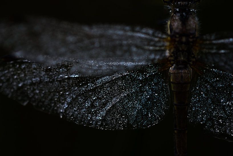 Détails de l'heidelibel noir par Danny Slijfer Natuurfotografie
